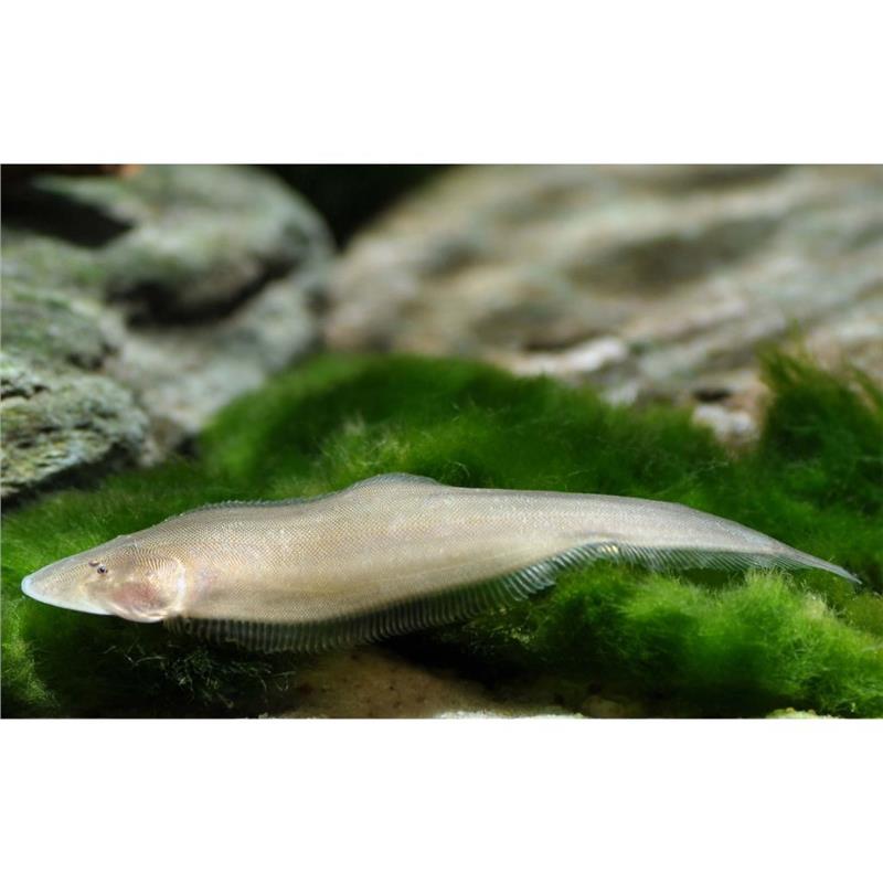 Cynoglossus microlepis - imagine 3